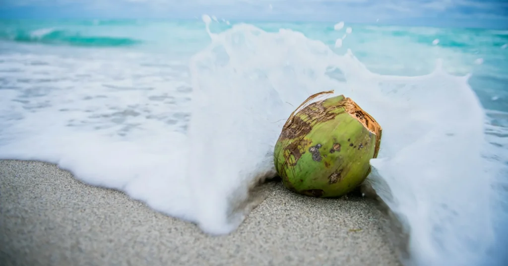 Benefits and disadvantages of coconut water.